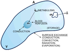Control volume of tissue element.
