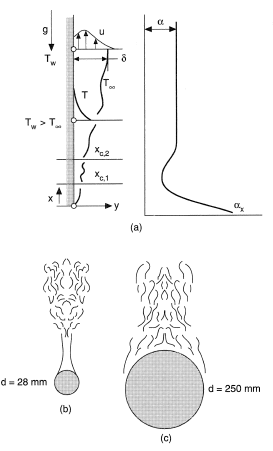 Development of tree convection boundary layer on surfaces.