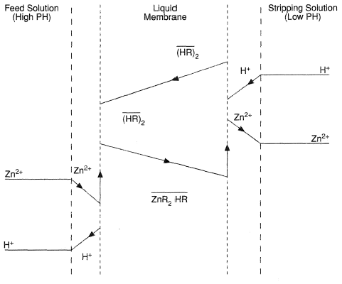 Concentration profiles in the extraction of zinc with a liquid membrane.