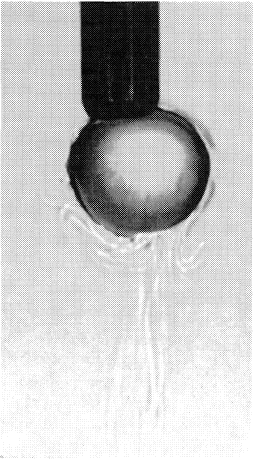 Transfer of acetylacetone from the drop into water (gravitational conditions, 7 seconds after formation of drop).