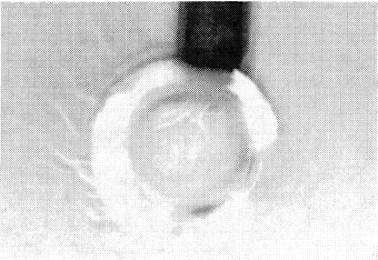 Transfer of acetylacetone from the drop into water (microgravity conditions, 7 seconds after formation of drop).